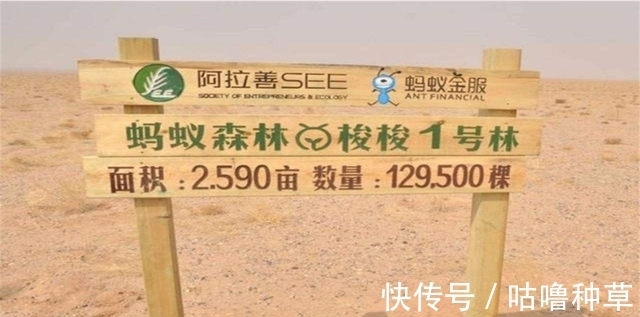 降雨量|被质疑造假？马云花巨资绿化沙漠，2016对比2021，真实数据打脸！