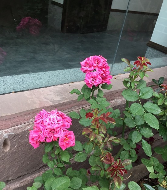 月季扦插不“生根”,什么步骤错了4步正确步骤详解,为你解惑