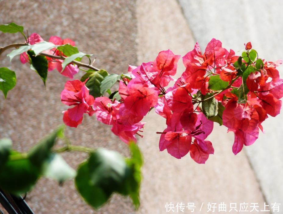 夏天遇到“几种花”别慌张,多剪几刀,花苞嗖嗖冒,花开不断