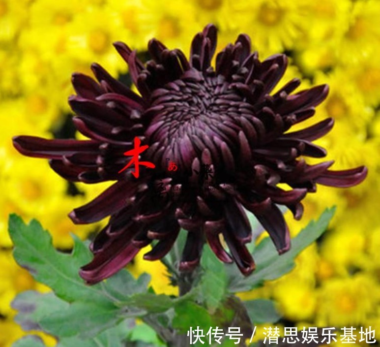 10种罕见的黑色花,都说很高贵,我怎么觉得诡异?