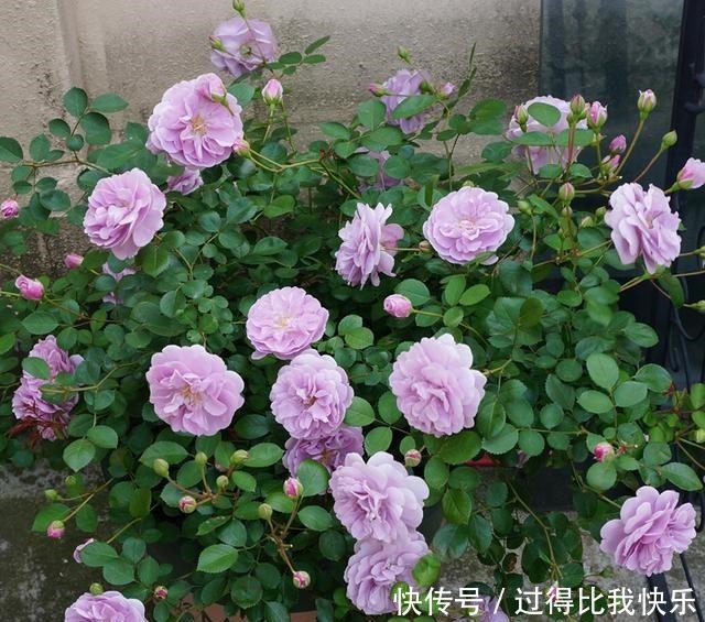 最值得养的月季,花色稀有,开花量大,一开就是300天,从不生病!