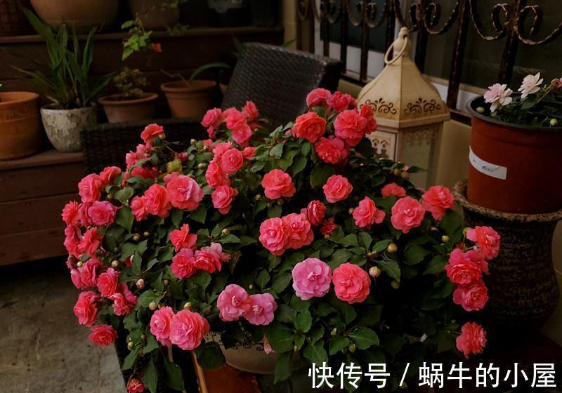 6种“老人花”,漂亮清香,吉利又大方,你养着花,花也养着你