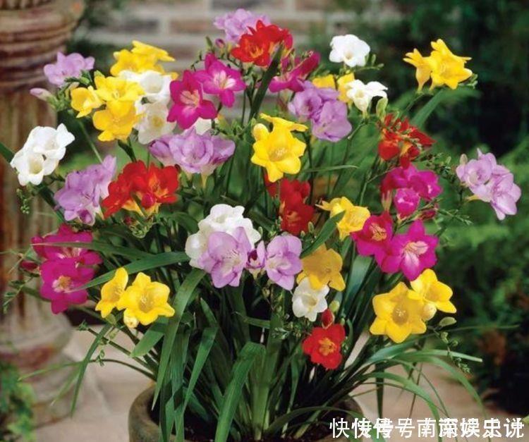 适合阳台养的4种花,周年开花,花多易爆盆