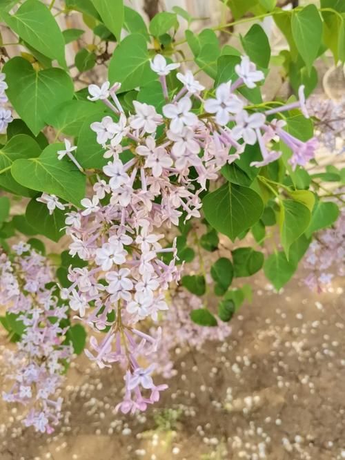 春天来了，请爱护这个美丽的世界吧