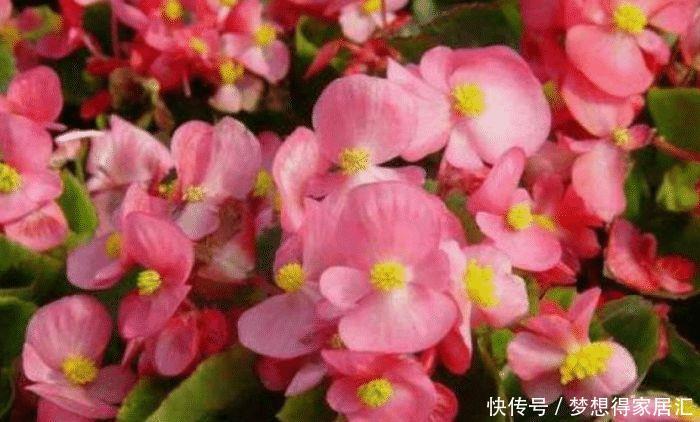 冬天就养这些花,漂亮又好养,春天开最旺