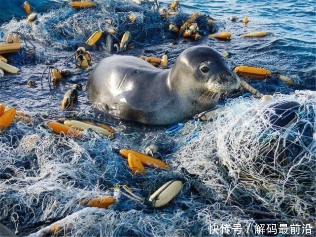 体积 “海上巨兽”向中国逼近，体积庞大堪比陆地，未来还将膨胀9倍