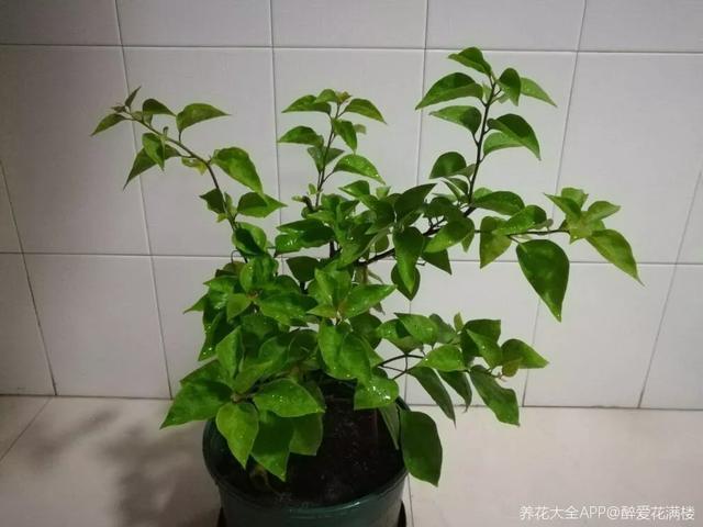 扦插|三角梅的养护大全摘光叶子,少浇水,使劲晒,开花爆满盆