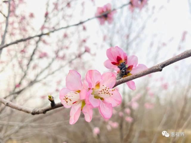 春花春雪春雨绝美春色，这样的易县，你见过吗？春分限定，速度