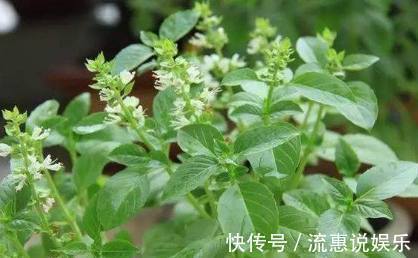 栽培|家里种上这些可食用的香草,一年都可以吃不停,调料钱都能省了!