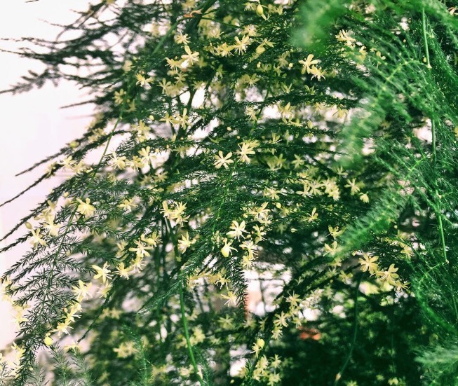 超耐阴的文竹，3个小手段，养成绿油油的小森林！