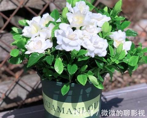 家里空气差，气候干燥，买3盆花摆家里，气候宜人，很舒适