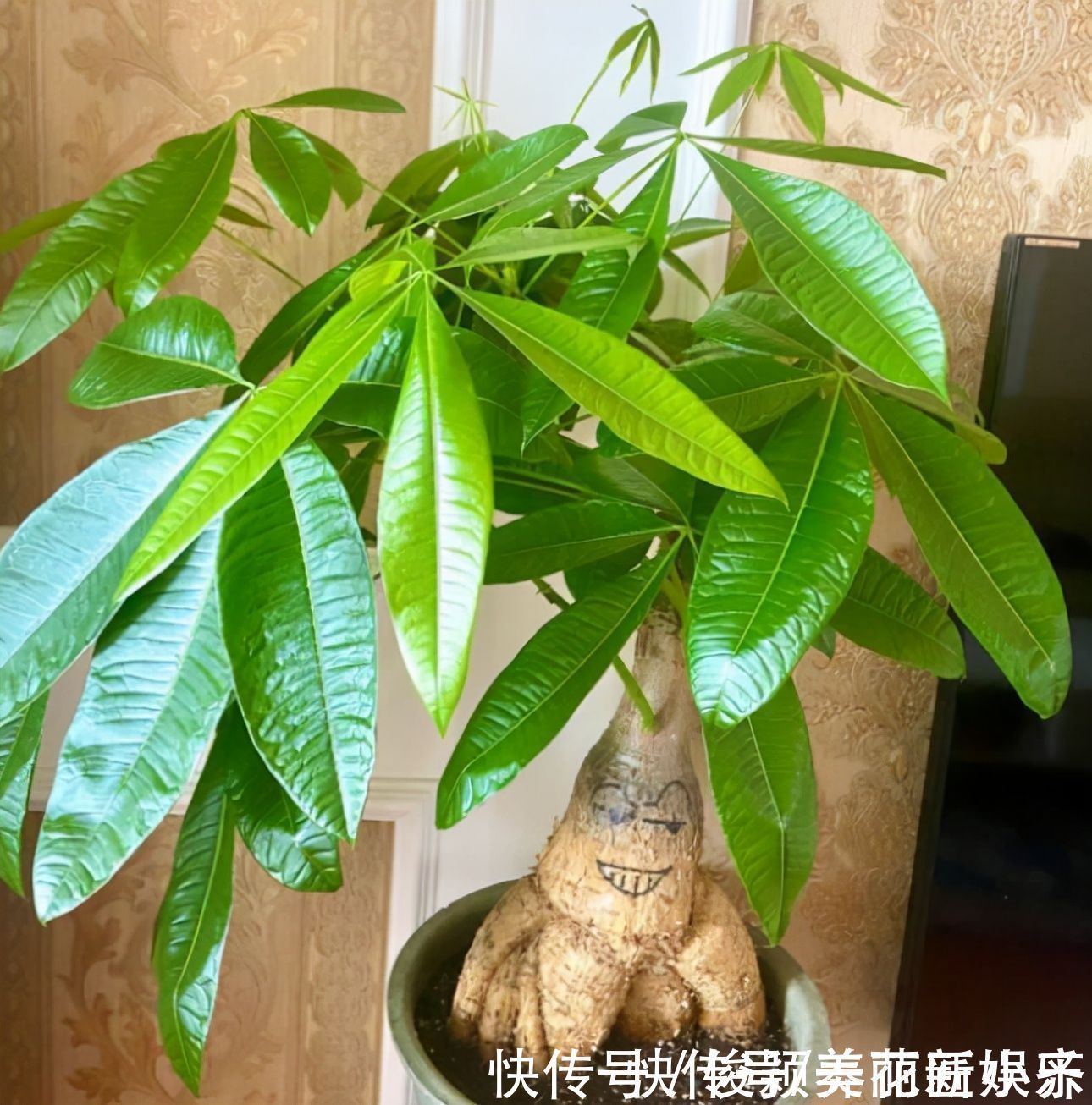 肥料|天气渐凉,6种花要“穷养”,水肥多了会伤根,多晒太阳植株壮