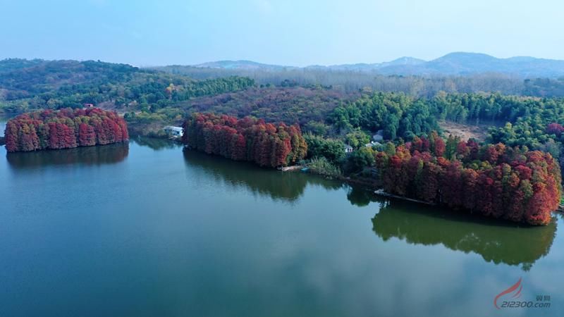 丹阳|丹阳的银杏，黄了；水杉，红了；梧桐...