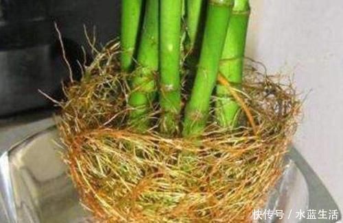 生根|用“土方法”制作的花肥,才是养花“万能肥”,养啥旺啥