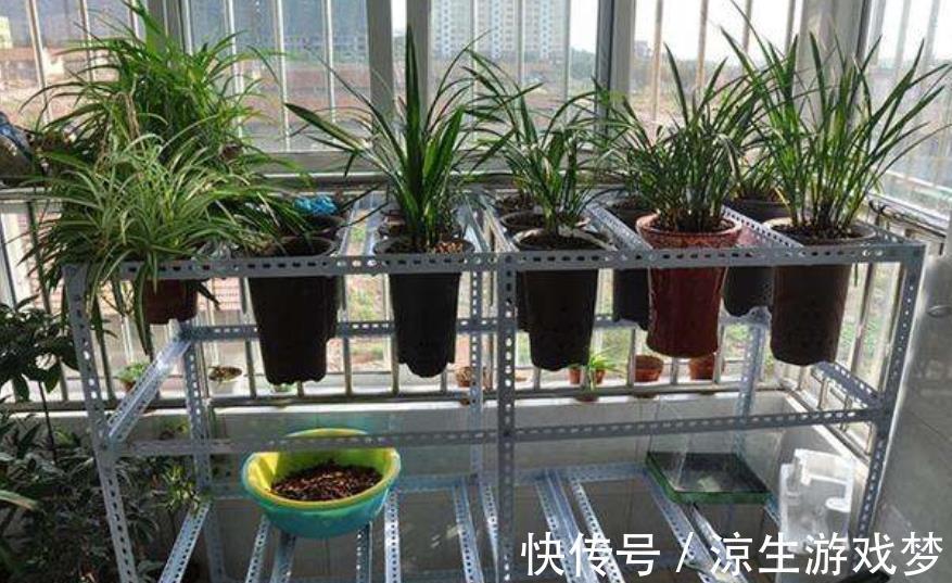 新手|老花匠家阳台、露台都是兰花，一年四季都有花赏，新手动手也能养