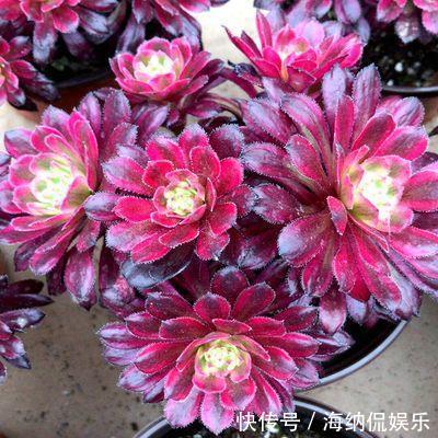 花盆|黑法师直接砍一刀,窜出满盆新芽,花盆容不下,养出大老桩!