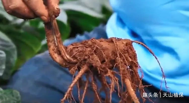 农户们|长的像菠菜的野草别乱摘，农户称它“金不换”，丢了一株都心很疼