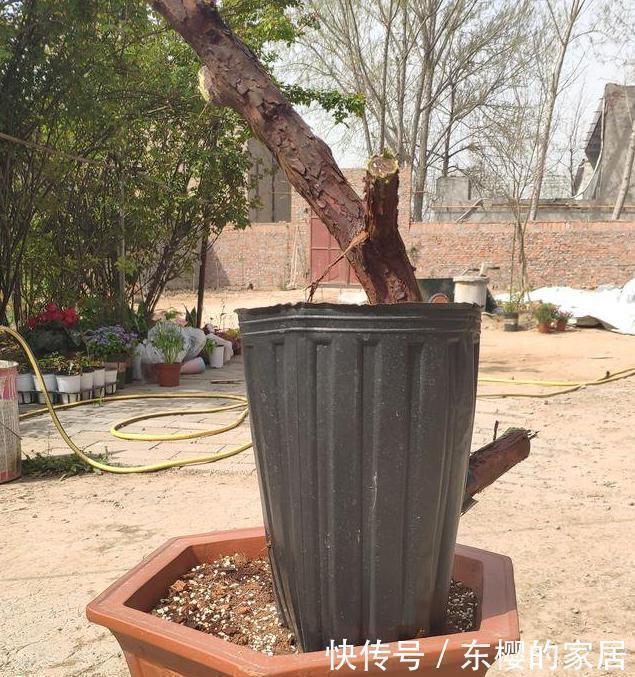 生根|盆景老桩上盆后不发新芽、不生长之我见