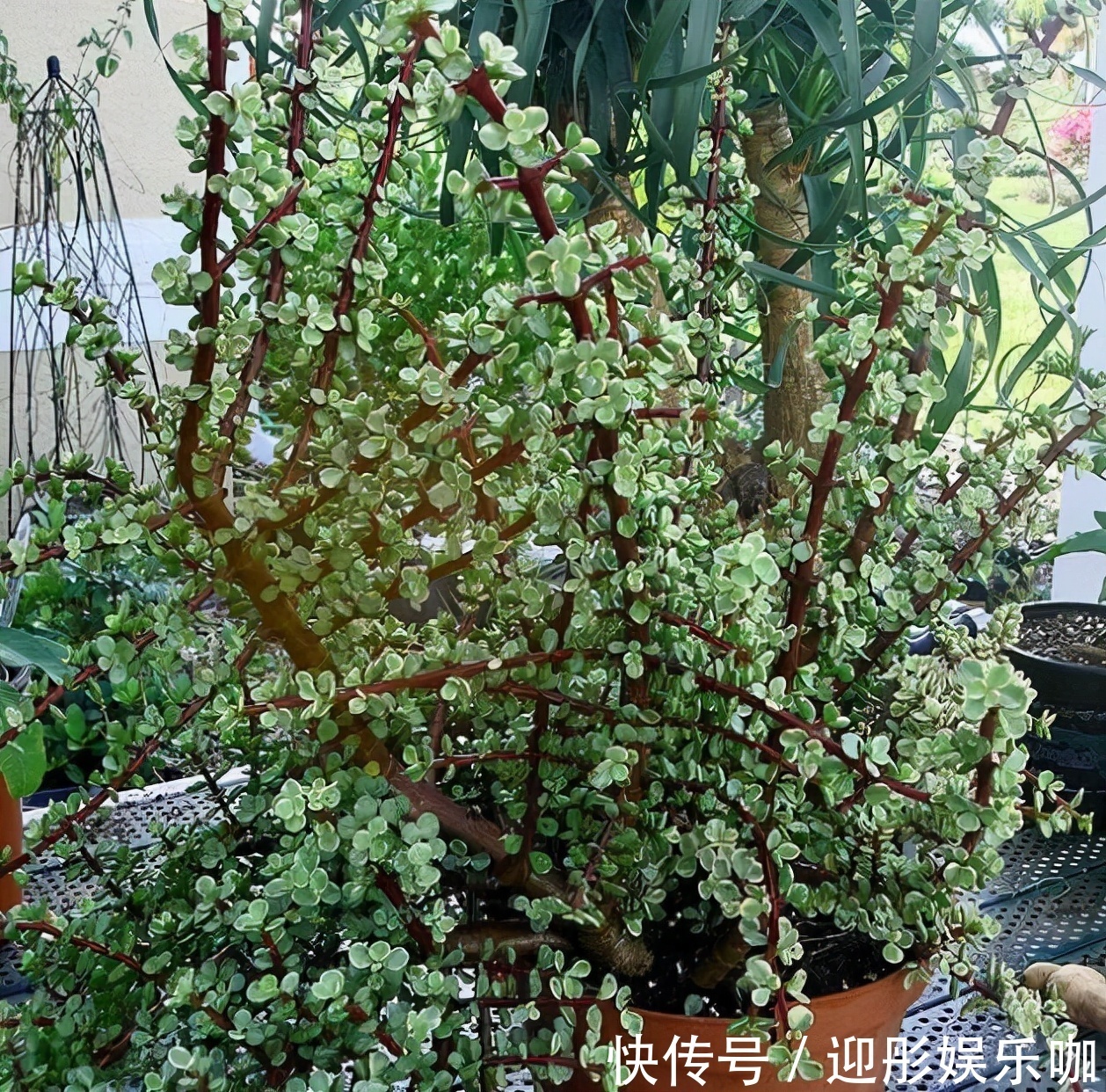 7种“漂亮花”,一个月不浇水,反而爱爆盆,越不管它越开花