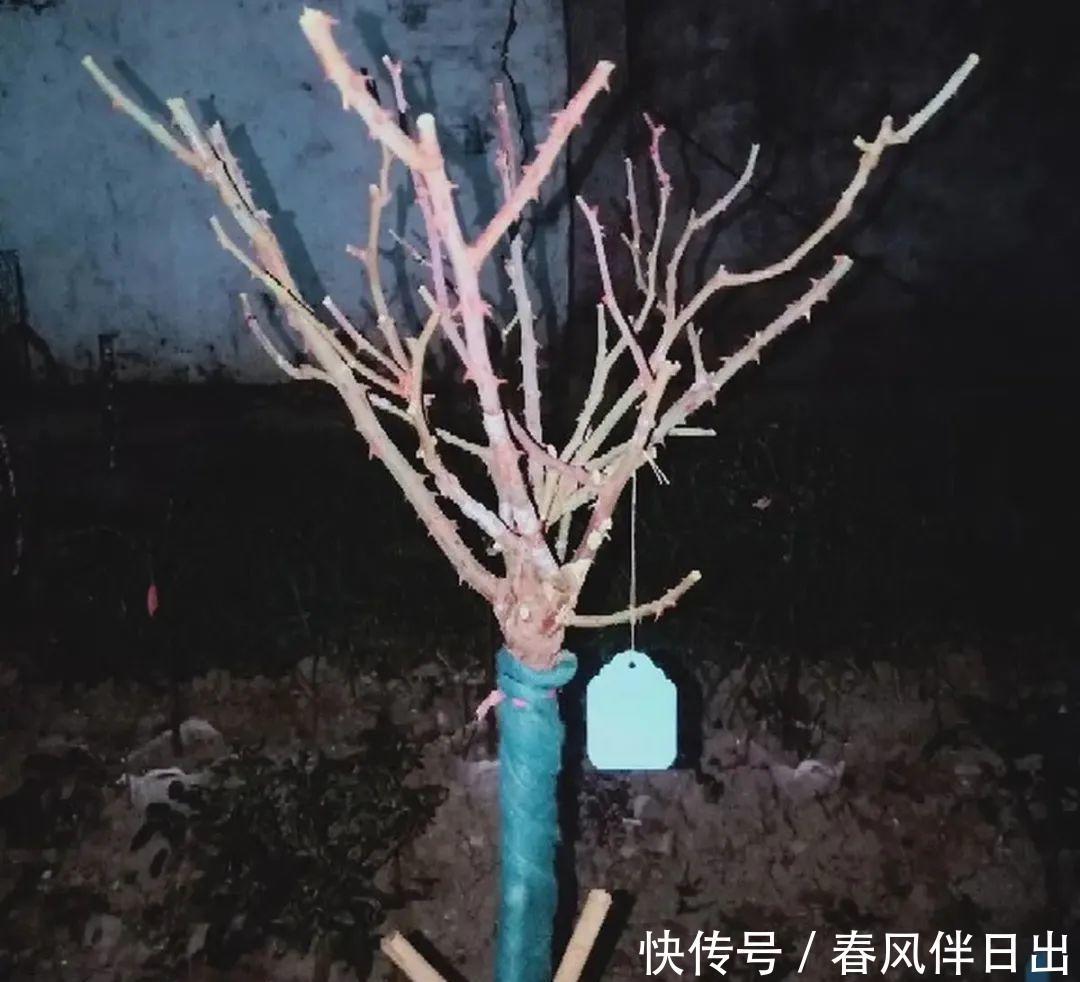 超级耐旱花,整个冬天不浇水,还能胖一圈!