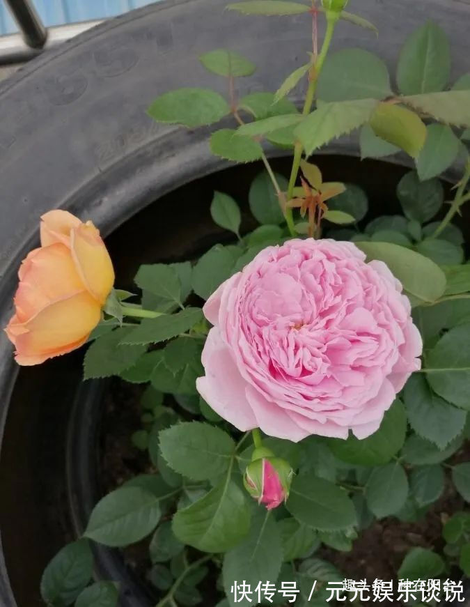 修剪是激活玫瑰“生长干劲”的开关,必备扭动开关小窍门!