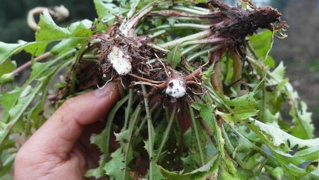 红枣|蒲公英和它“天作之合”，坚持泡水喝，养肾补气，或“肝净”如新