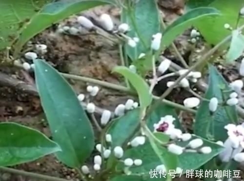 野草|农村的这种野草叫做“鸡屎藤”,原来它浑身都是宝,赶紧认识下