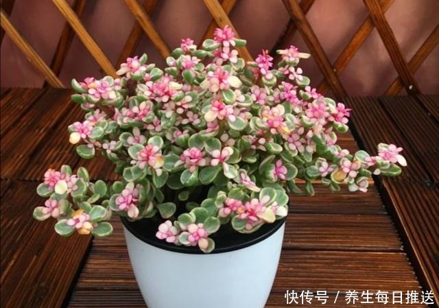 金枝玉叶养成小盆景,只需掌握5个小技巧,还能开花!