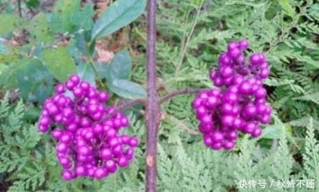 它在如今难遇的很,价值不是一般高,碰见请重视,不要随意破坏