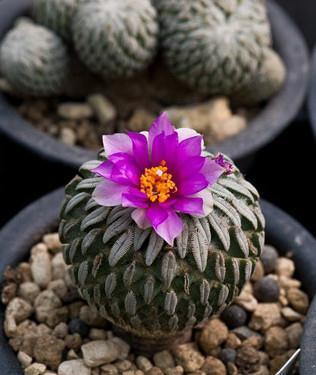 绵毛|8种奇异有趣的仙人掌,见过5种的人就神了