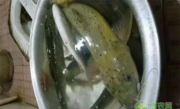 它被称“淡水鱼之王”,鱼肉自带芝麻香,因长得像鲶鱼,常遭人嫌弃