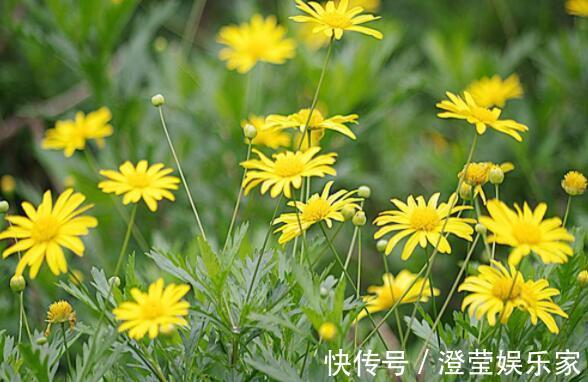 阳台|阳台摆什么选“春菊”花语暗恋,开花淡雅清秀,又美又清爽