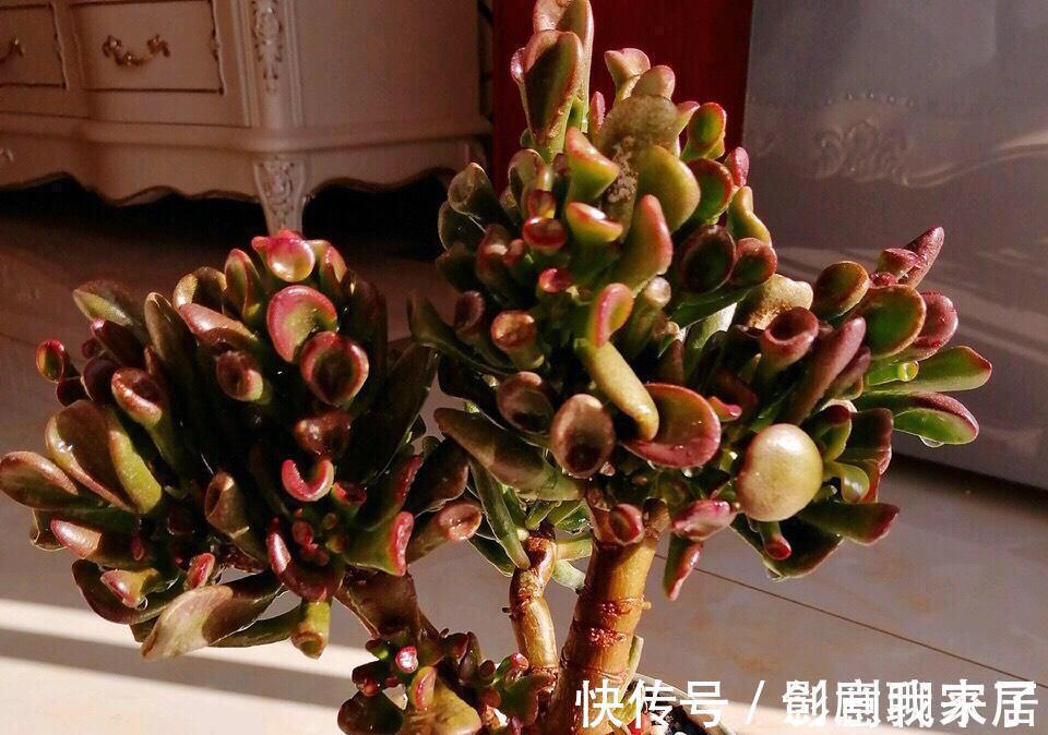 钱币|这七种植物天生就是富贵命,家里养一盆,招财纳福