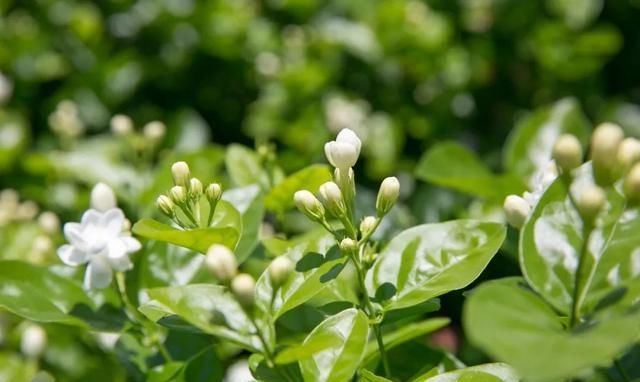 深受古人喜爱的10种花草，每种都历史悠久