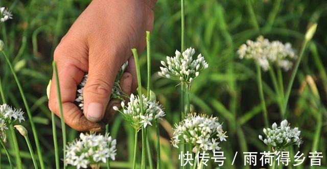 秀厨娘|立秋后，碰到它别手软，多买些切碎放冰箱保存，随吃随取，特省事！