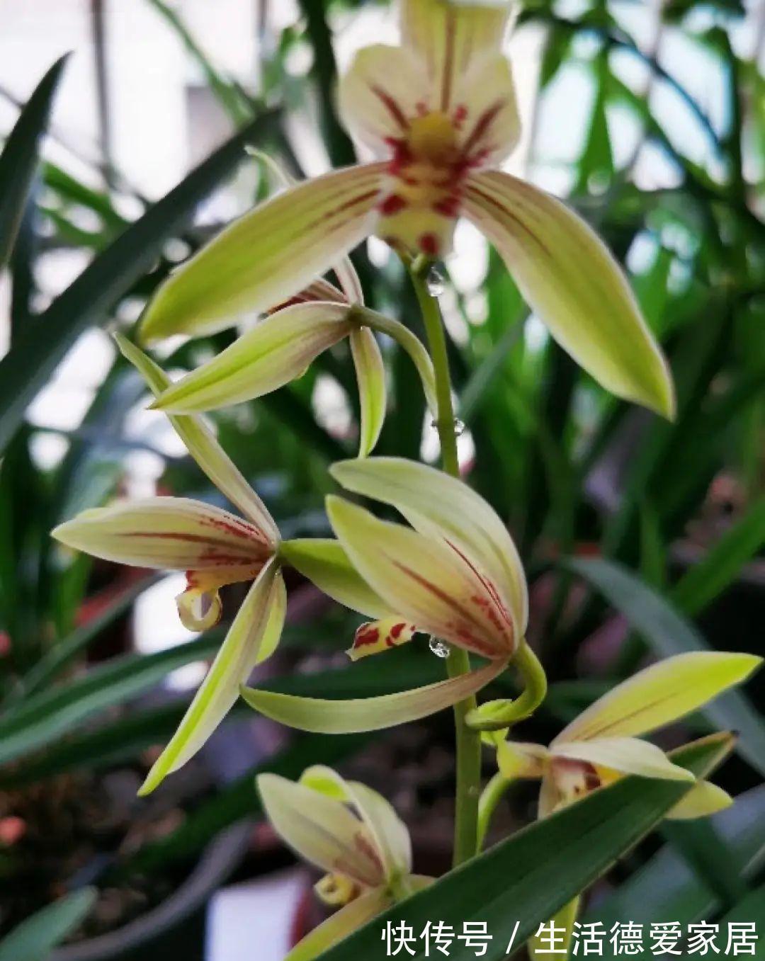 绿萝|绿萝穷养,兰花富养,才能养成宝贝,你真的懂吗?