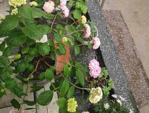 第一年种的绣球，开花太多需要剪掉些吗？