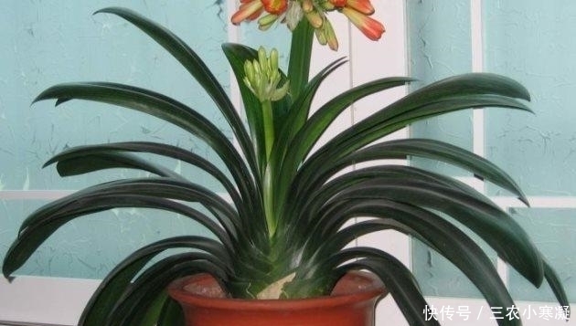 光照|君子兰叶子下垂就浇水 别想得太简单, 要不再也抬不起来了!