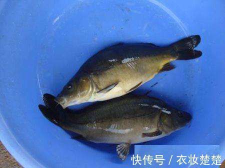 存量|50年前是“救命粮”，味道鲜美，今存量多达10万吨却不让吃