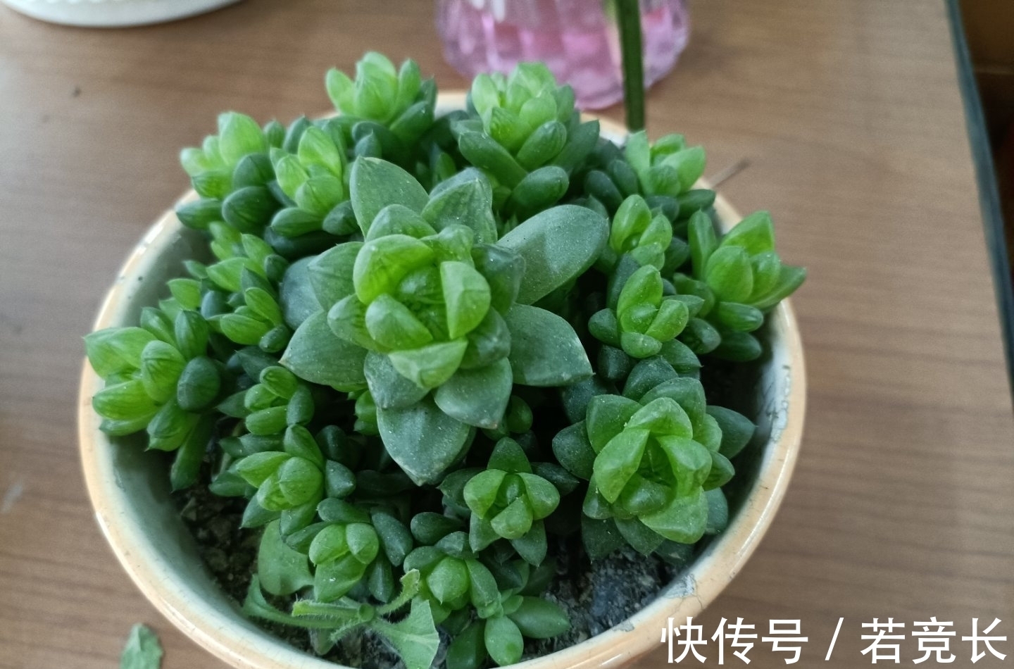 速率|这“三多肉”是耐热小能手,无需掐芽易群生,40℃仍生机勃勃