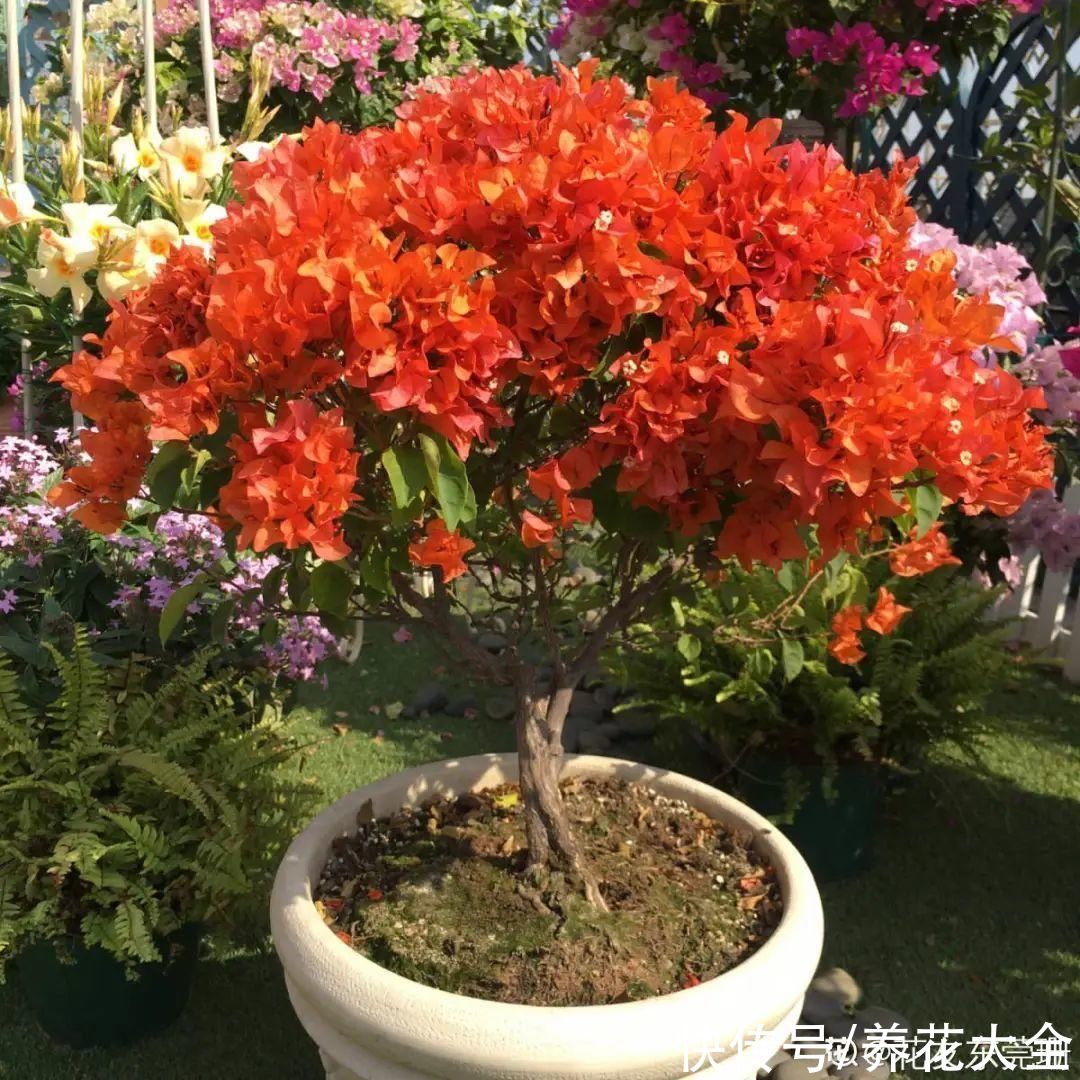 月季|8种花，现在快施肥，秋天开出满树花