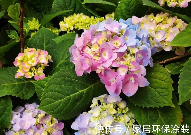 有机质|喜欢吃嫩玉米,喜欢养花,就拿玉米芯养花吧!自制肥超省钱