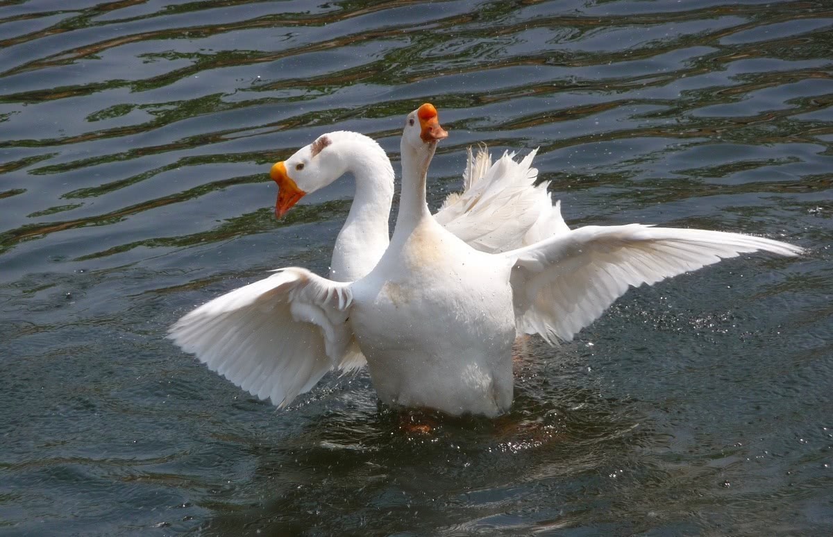 武则天|千古一骂?霸道女总裁遇见超级学霸,挨骂还特高兴,武则天惊叹:人才呐!