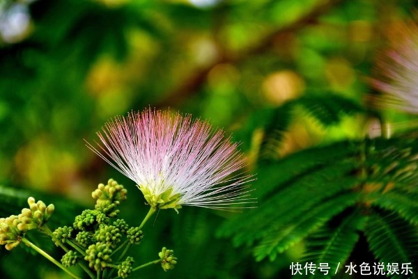 此花象征着永远恩爱，代表着不离不弃的夫妻，有合欢、爱情的美誉