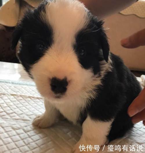 小恶魔|新手养狗,这0~12个月狗狗成长指南,赶快来看看吧