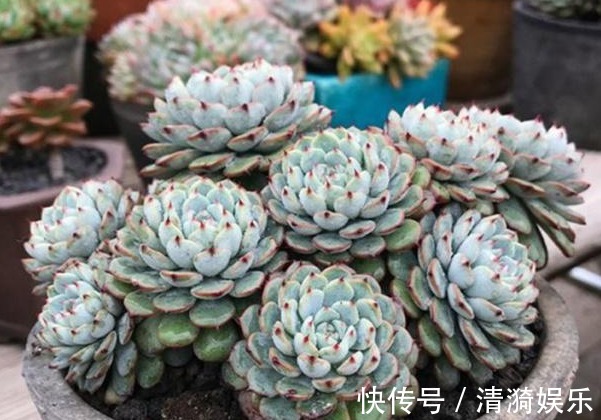 多肉|多肉长势差给它喂上“大补肥”,叶片肥又嫩,爆盆不难