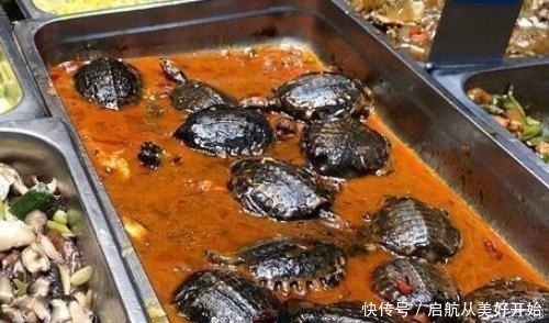 草莓|食堂师傅出新菜了,赶紧来排队!网友这菜色,真是妈见打爸见抽