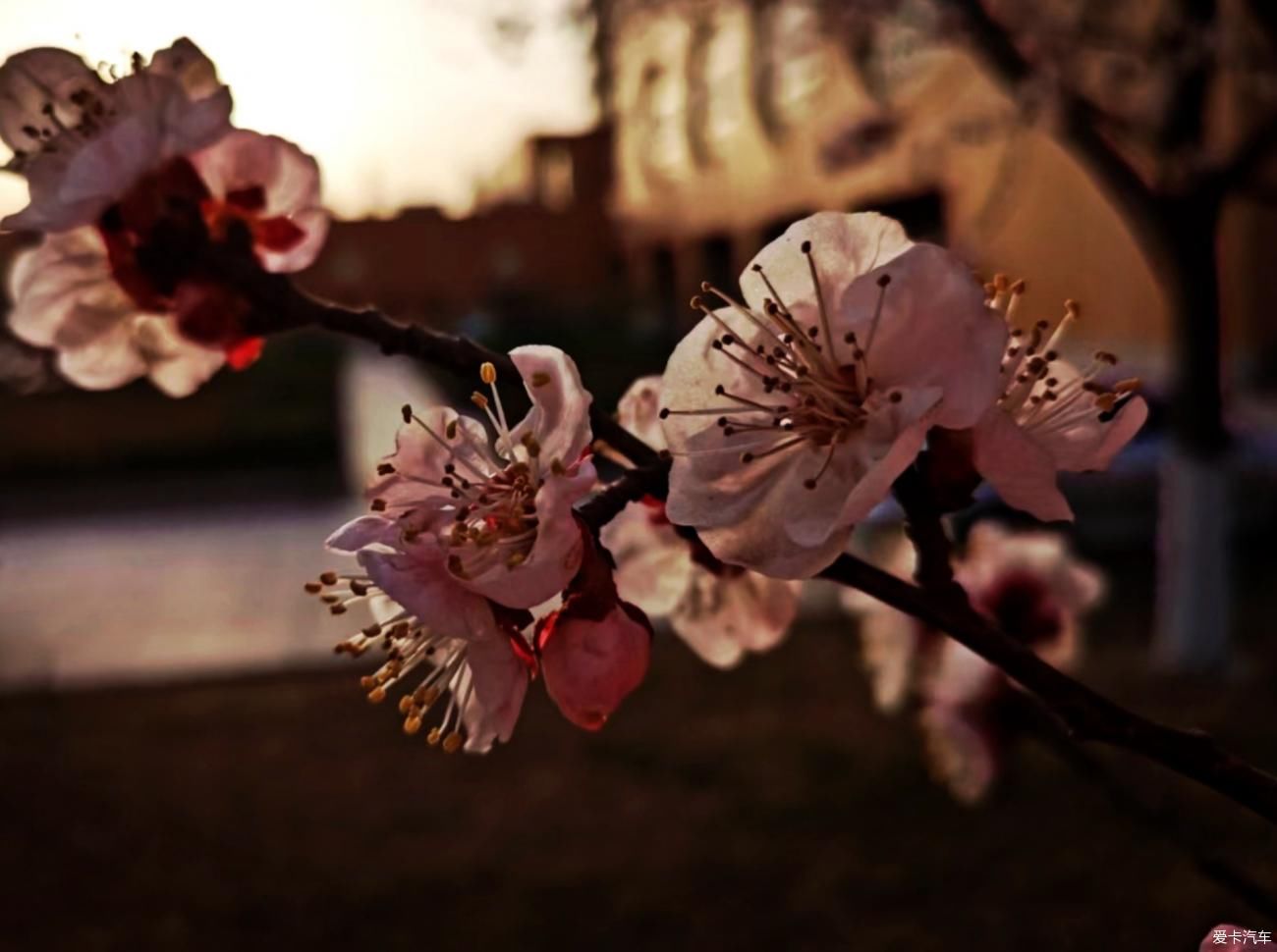 春来赏花忙，徘徊粉花乡。