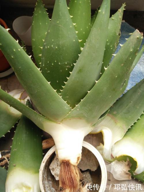 出现4种情况，植物离烂根不远了，及时处理