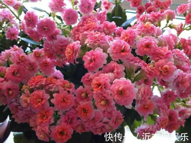 李大爷|李大爷养花，2种水“浇灌”所有花，1盆比1盆旺，从不买“花肥”